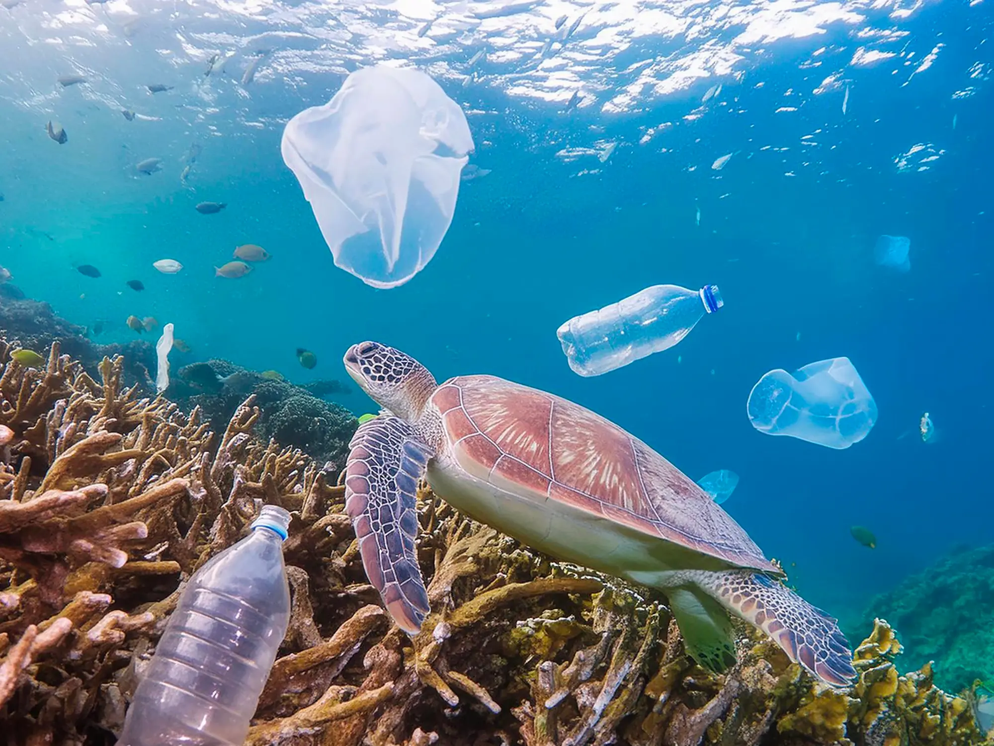 tartaruga tra rifiuti plastici e palloncini 1